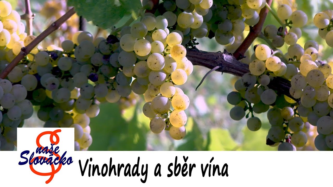 Vlčnovské vinohrady - podzim spolu se sběrem a zpracováním hroznů, aby se z nich časem stalo víno