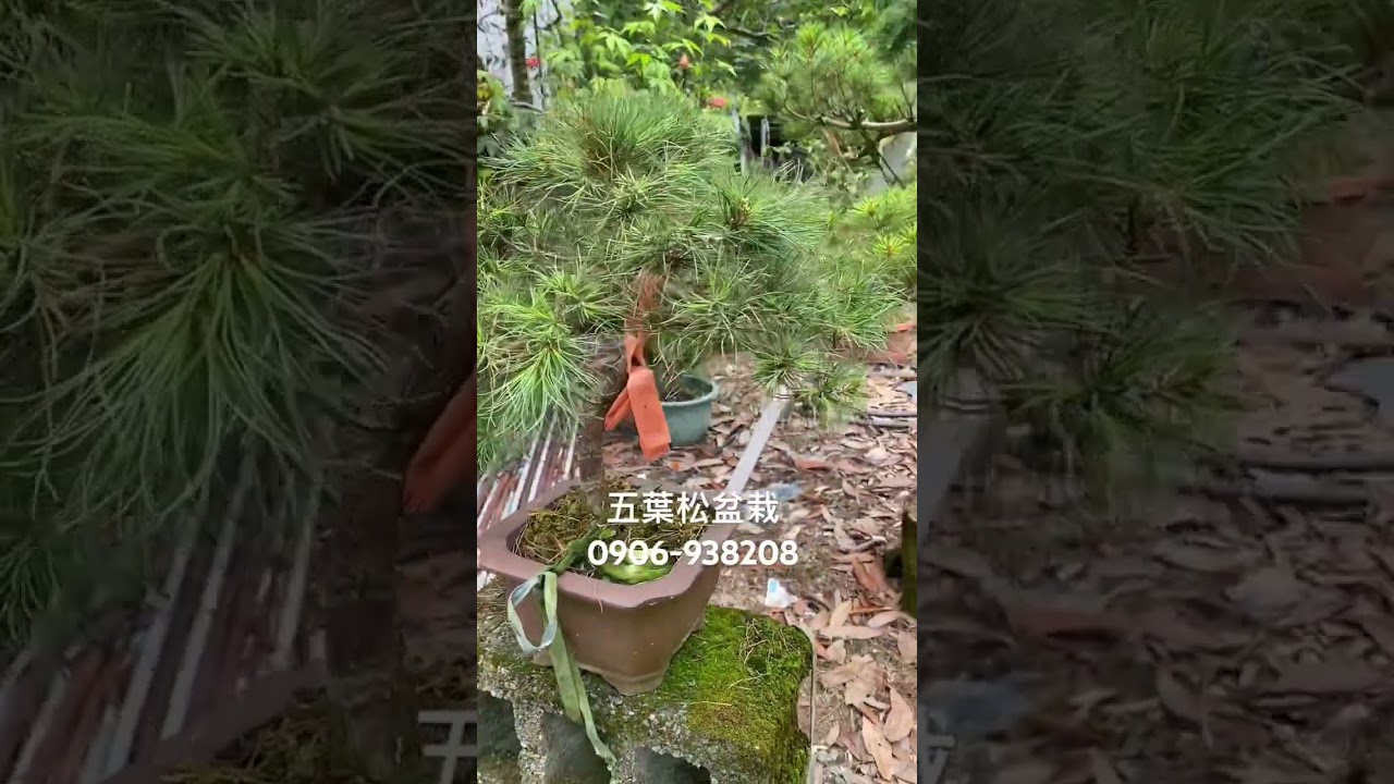 五葉松盆栽