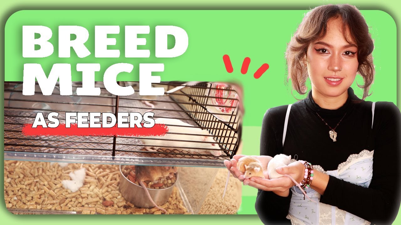 How to Breed and Raise Mice For Feeders at Home | Perfect For Reptiles and More!