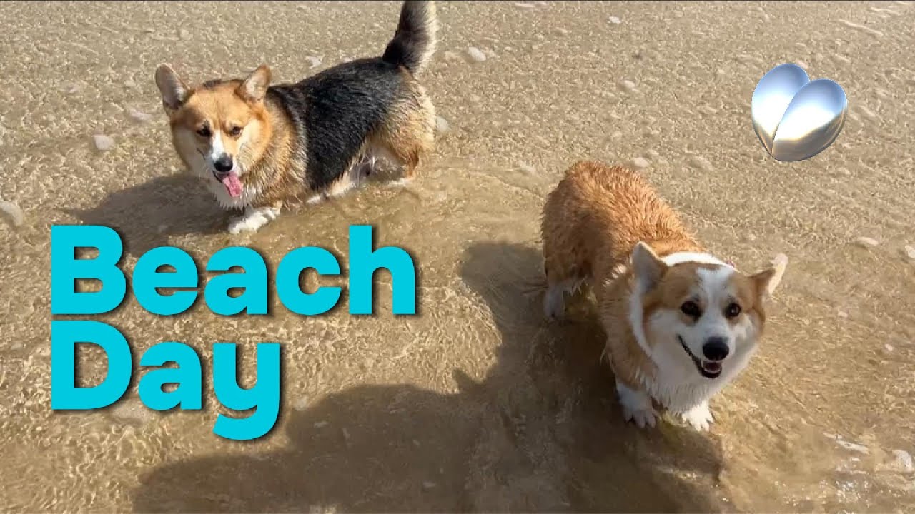 Corgi's take over the beach! Cutest Beach Day Ever with Fluffy Corgis!