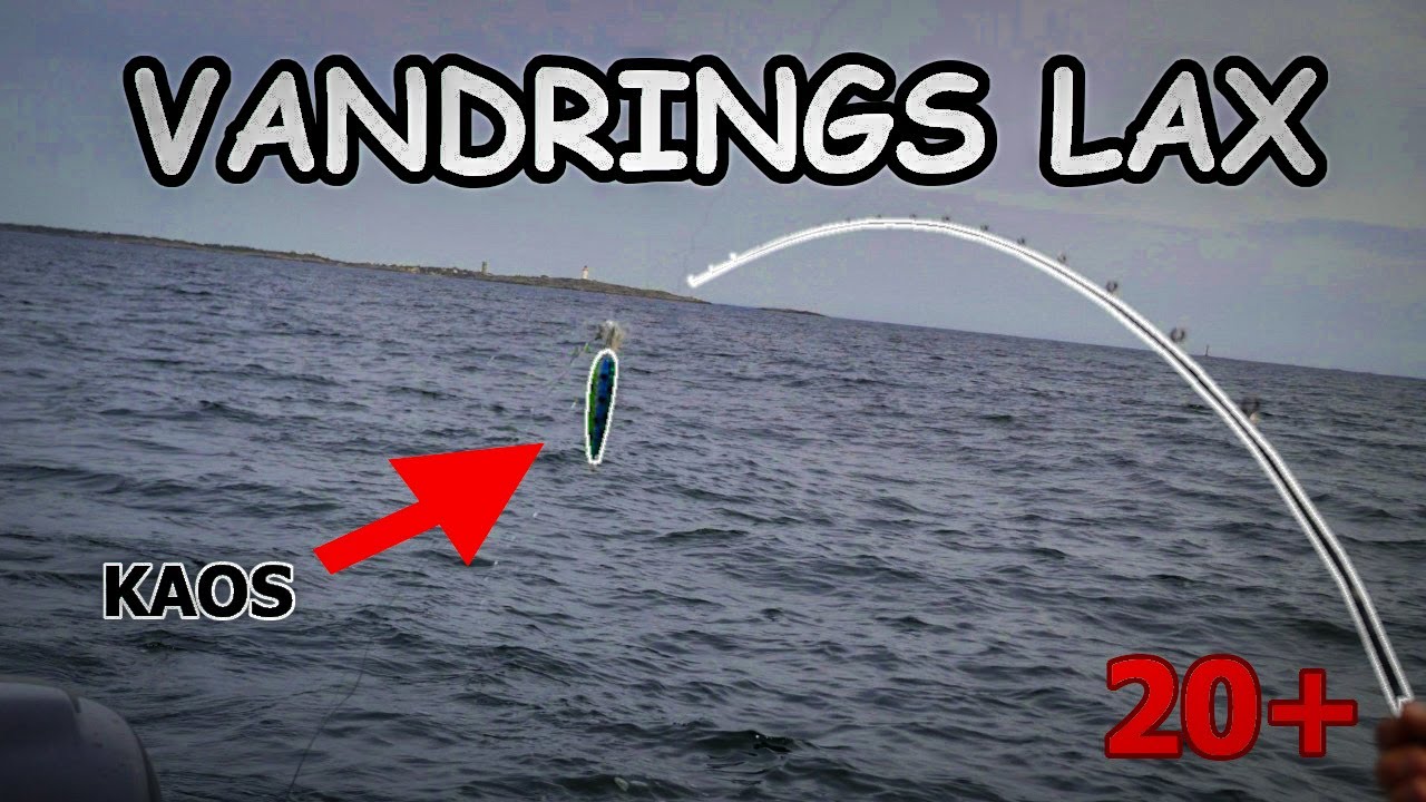 LAX FISKE!  Trollingfiske efter vandringslax i landsort - vi drar GRIS
