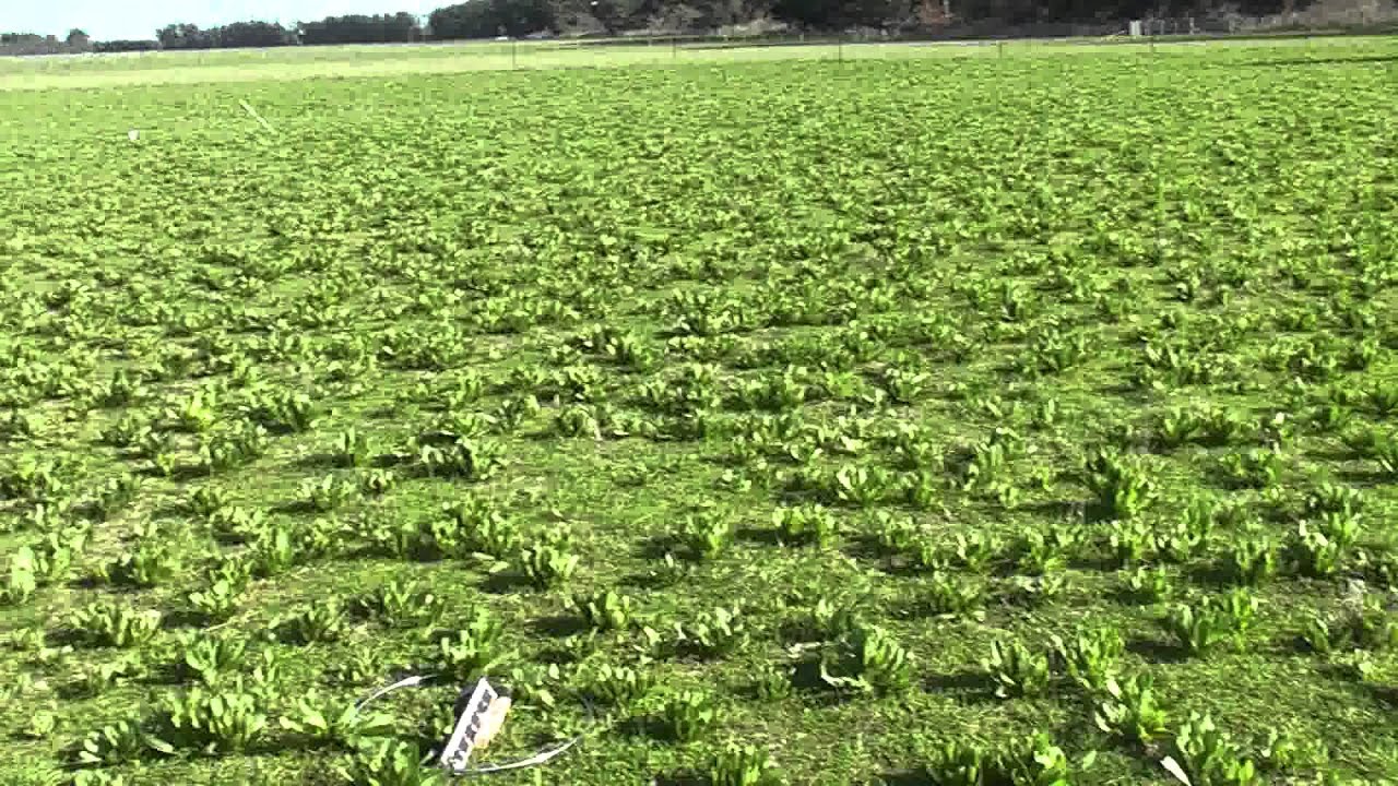 Dryland Pastures - Hybrid ryegrass and Sub clover dryland pastures