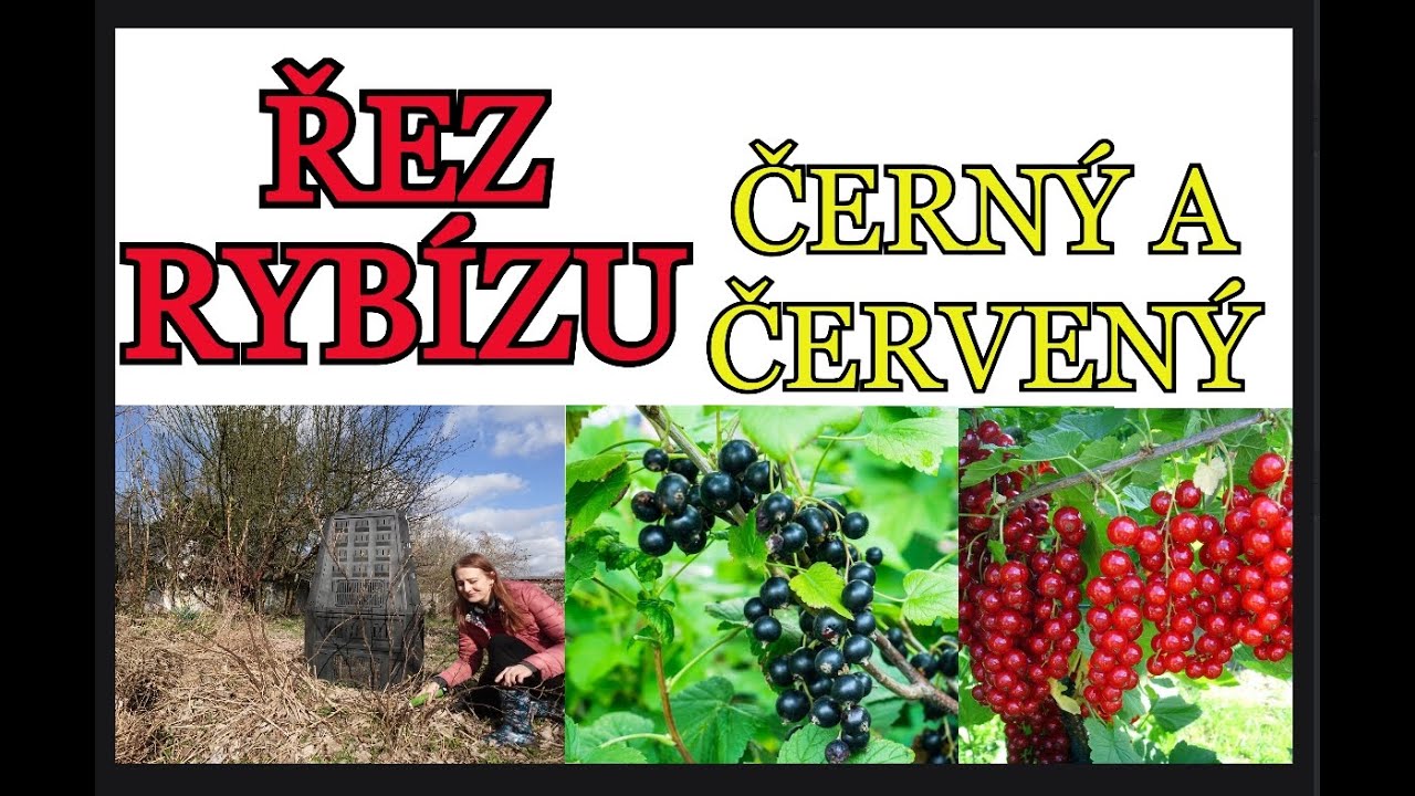 RYBÍZ | ŘEZ ČERVENÉHO A ČERNÉHO RYBÍZU - NÁVOD, ukázka, tipy a základní informace o řezu rybízů