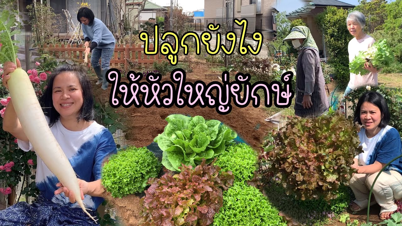 วิธีปลูกผักสลัด ผักกาดแก้ว หัวไชเท้าให้ใหญ่ยักษ์ ปลูกง่ายใส่แค่2อย่าง