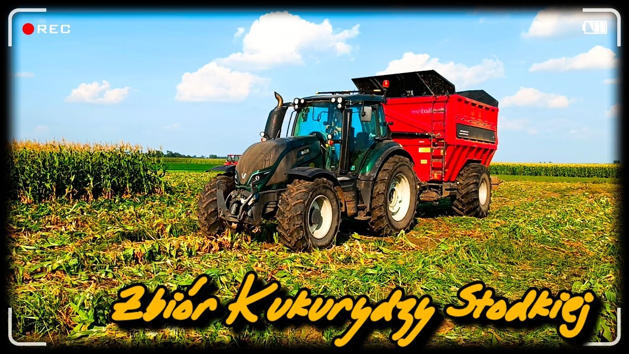 🇵🇱 OPOROWCY NA REJONACH 🔥💪 CZYLI ZBIÓR KUKURYDZY SŁODKIEJ 💪