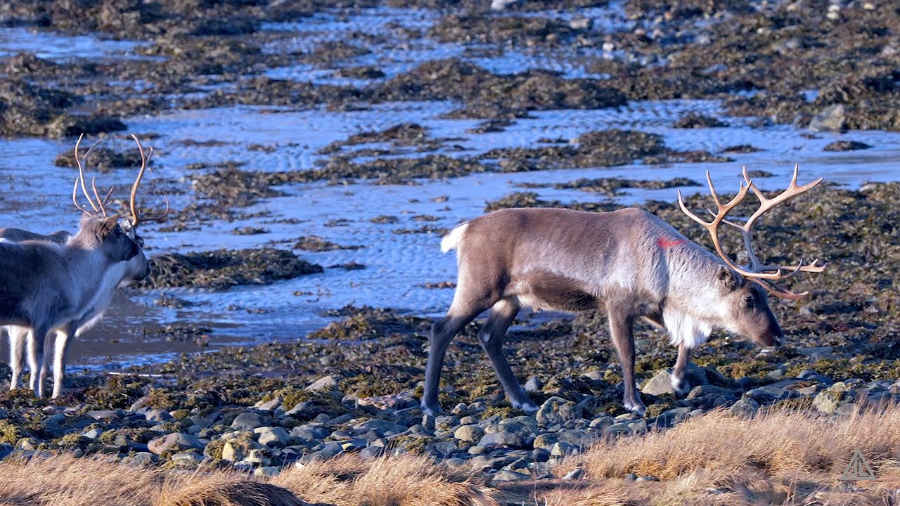Arctic Norway⎮Tromsø, Kvaløya & Sommarøy⎮25-27 October 2022⎮Part 1