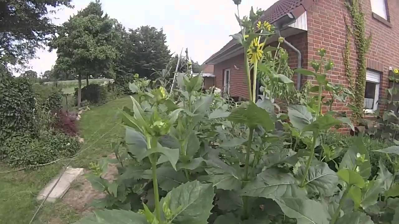Durchwachsene Silphie - Eine ideale Bienenfutterpflanze und Alternative zum Mais