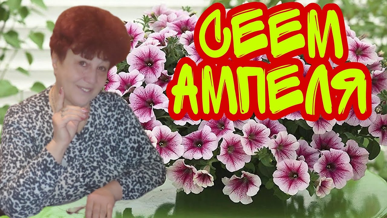 Посев ампельной петунии. Сезон 2021 начался!