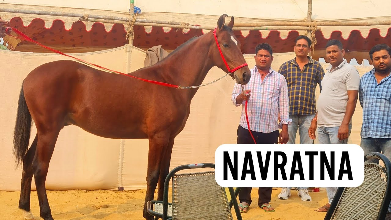 Colt Navratna, Shri Karni Stud Farm & Horse Diet Info at Pushkar Mela 2021