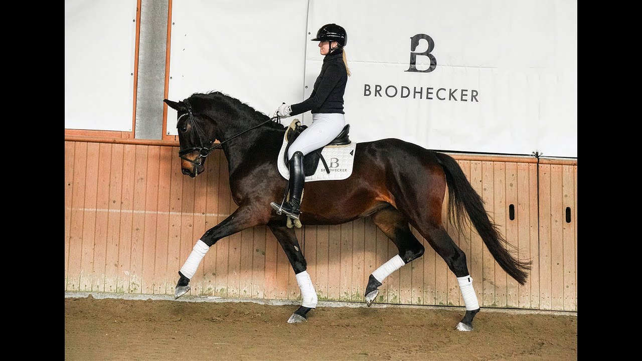 Fleur d'Amour - Stute - 2022 geboren (Fair Deal x DSP De Sandro)