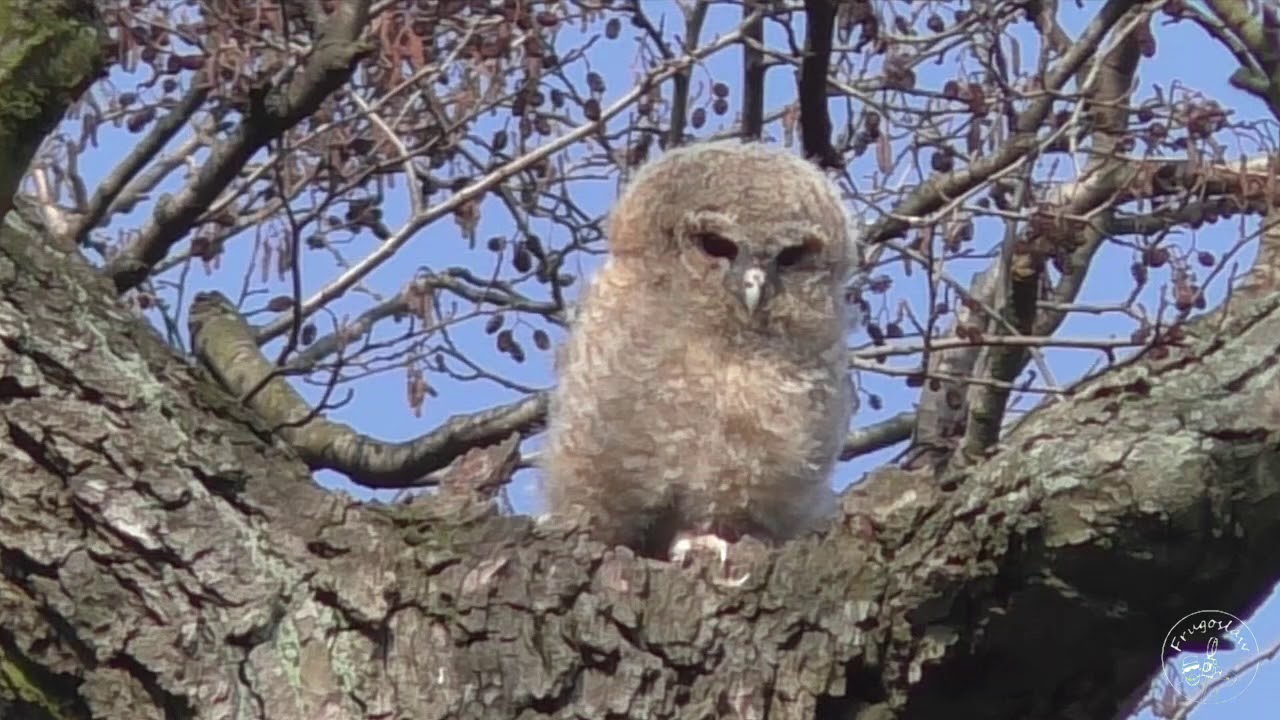 Puszczyki z Łazienek Królewskich 26 III 2018
