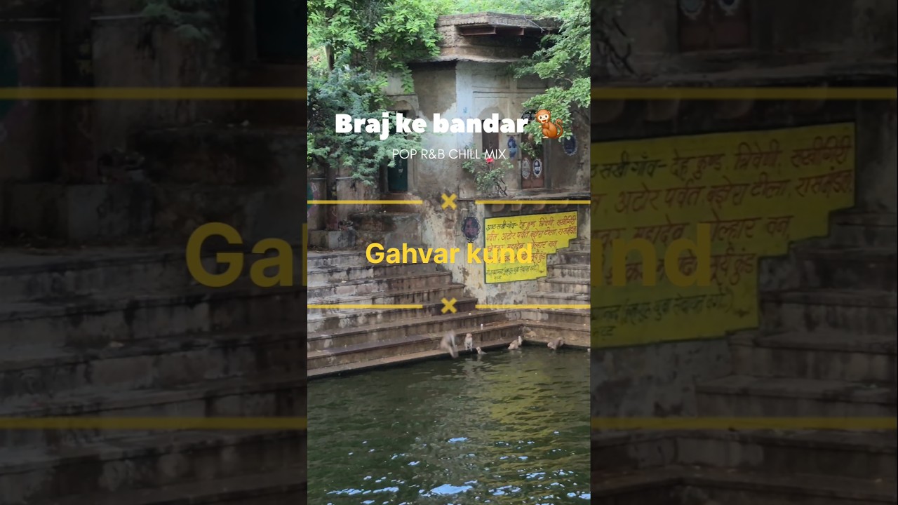 Braj ke Bandar 🐒 || #radhakrishna #radharani #gahvarvan #barsana