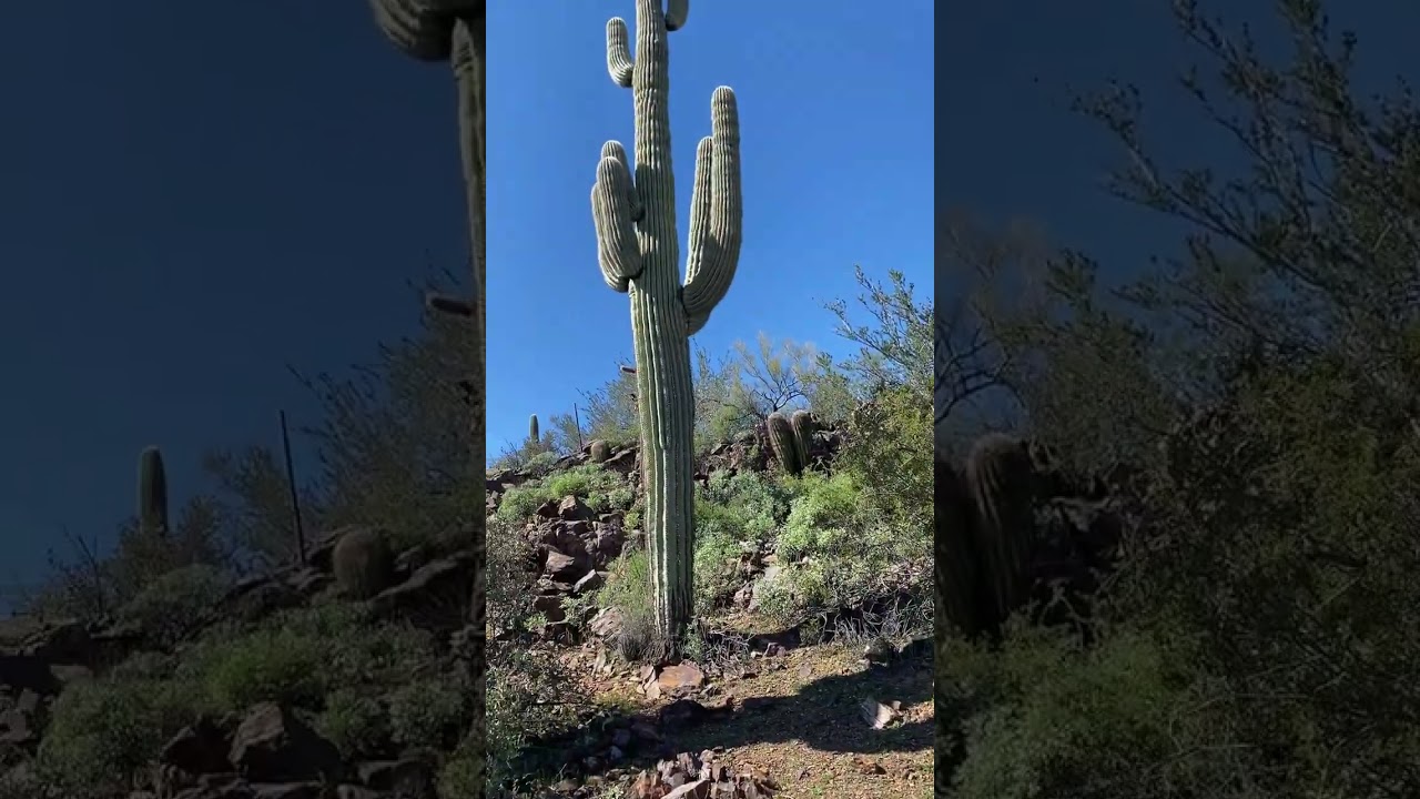 Saguaro Cactus & My Wife on the Black Canyon Trail Hike in Arizona north of Phoenix on I-17