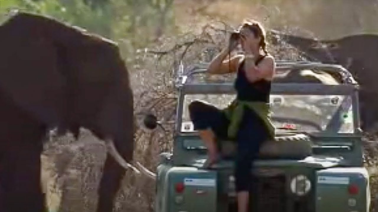 In Search of Virgo the Elephant | Endangered Animals | BBC Studios