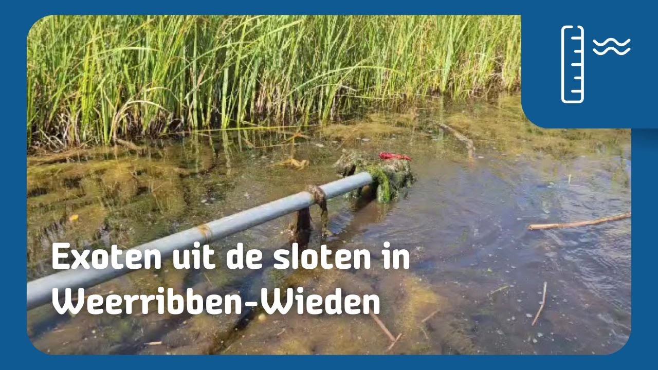 Exoten uit de sloten