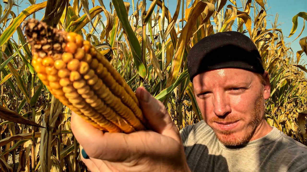 ASMR | Corn Field Massage