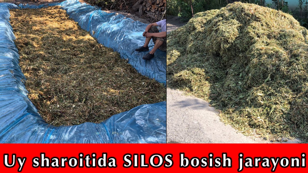 Uy sharoitida SILOS bosish jarayoni