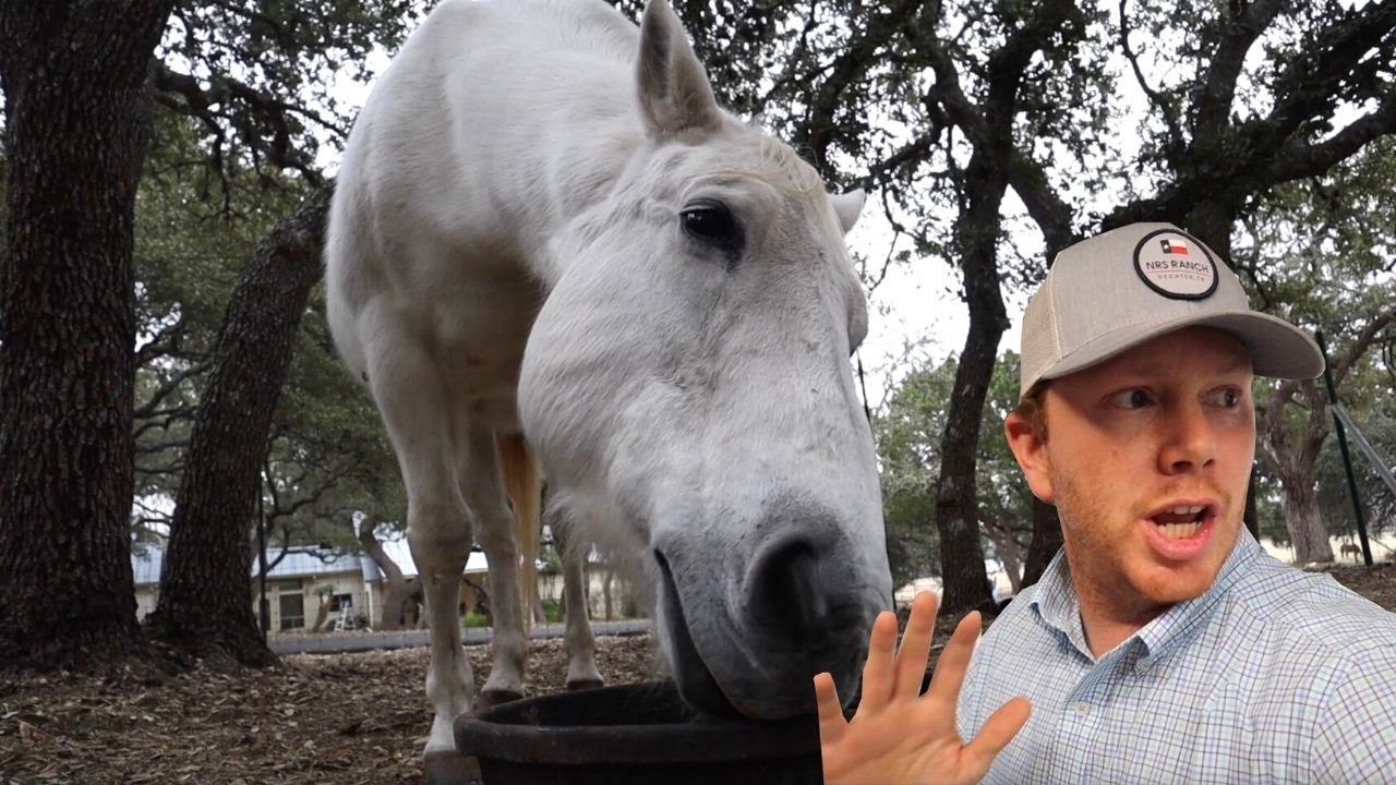 Horse Feeding Routine!