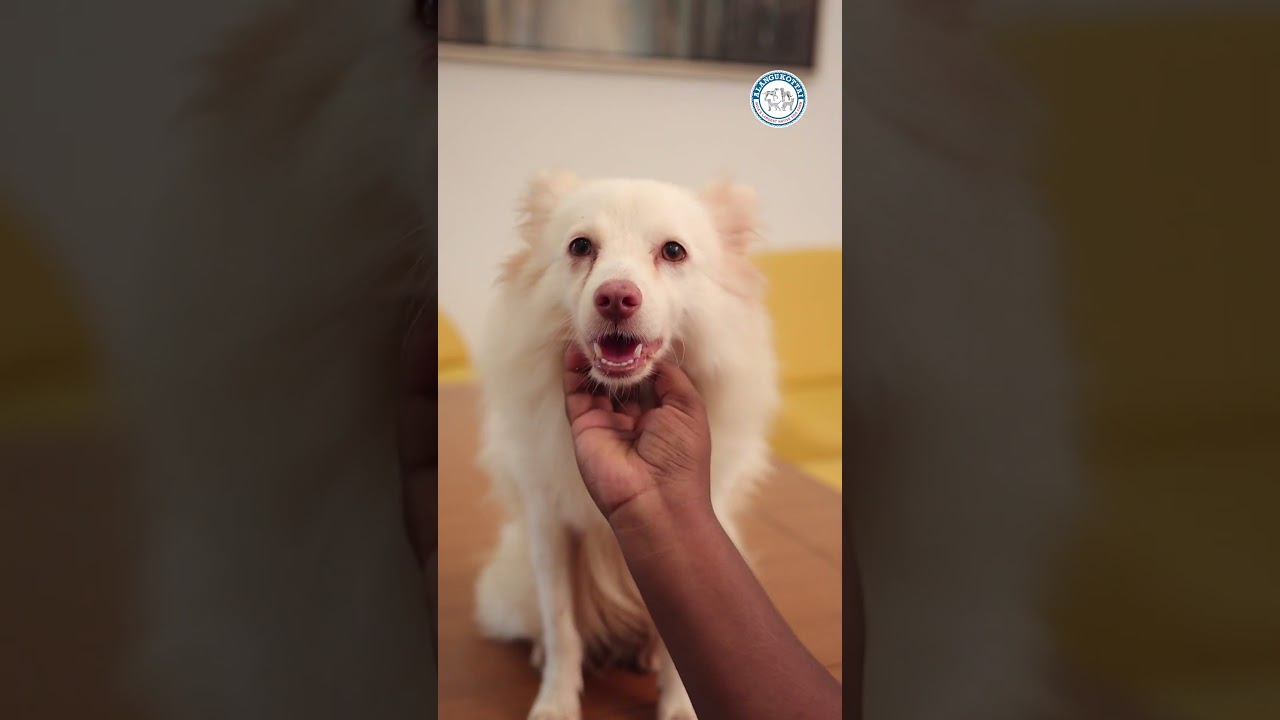Cute😍😍😂 | Alangu Dog Farm 