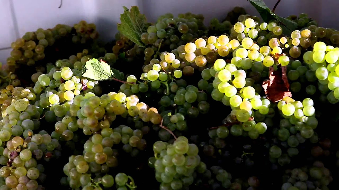 The Finger Lakes Harvest, September 2012