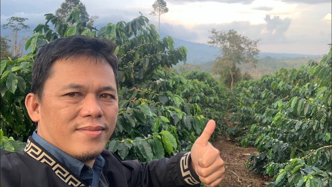 Bagaimana Tanam kopi sistem pagar??