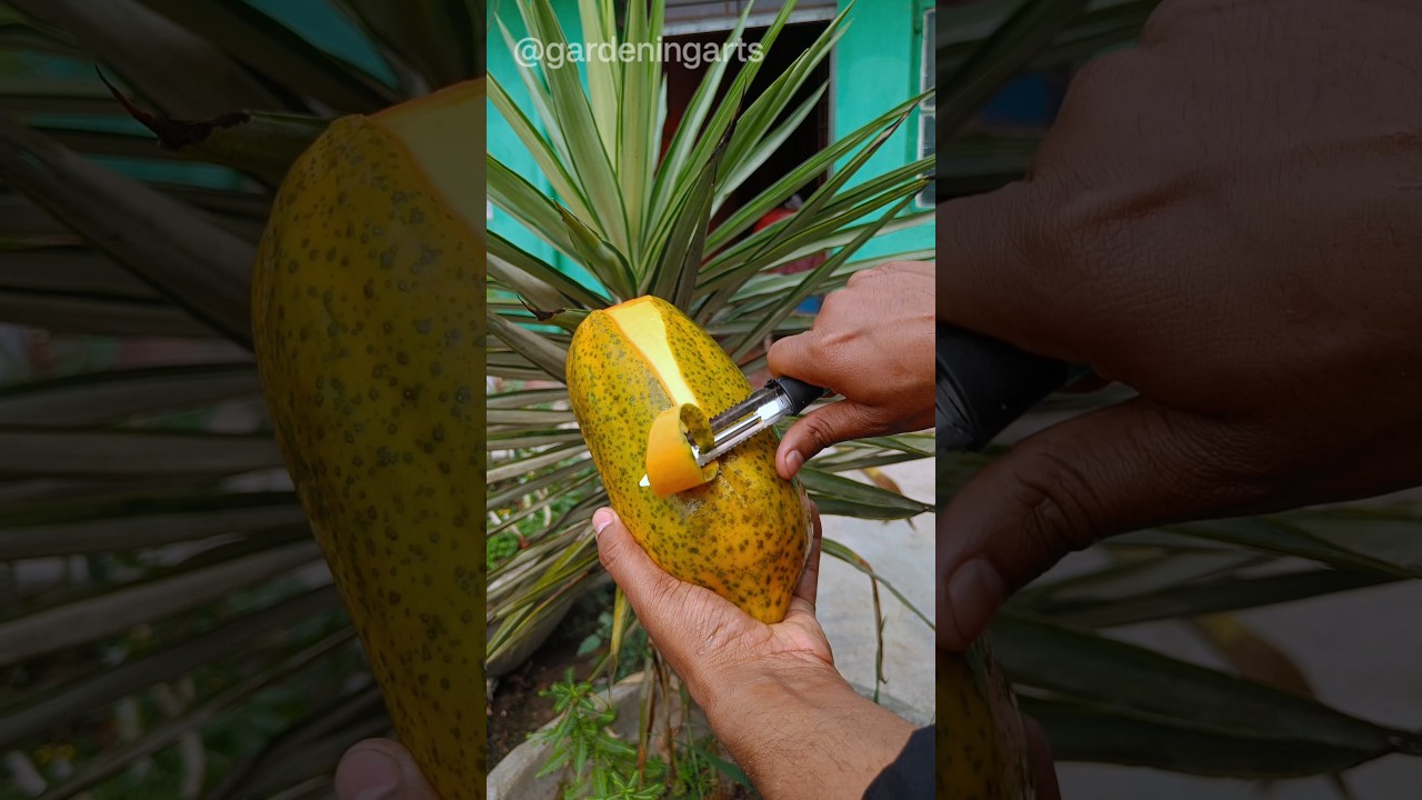 Exotic Papaya Delight: watch the Juicy Magic unfold in seconds#fruitcutting#trending#shortsvideo