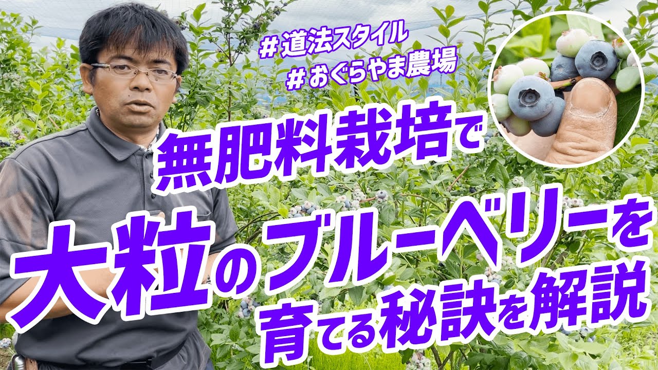 無肥料栽培でも大粒で甘いブルーベリーが収穫できます【道法スタイル】