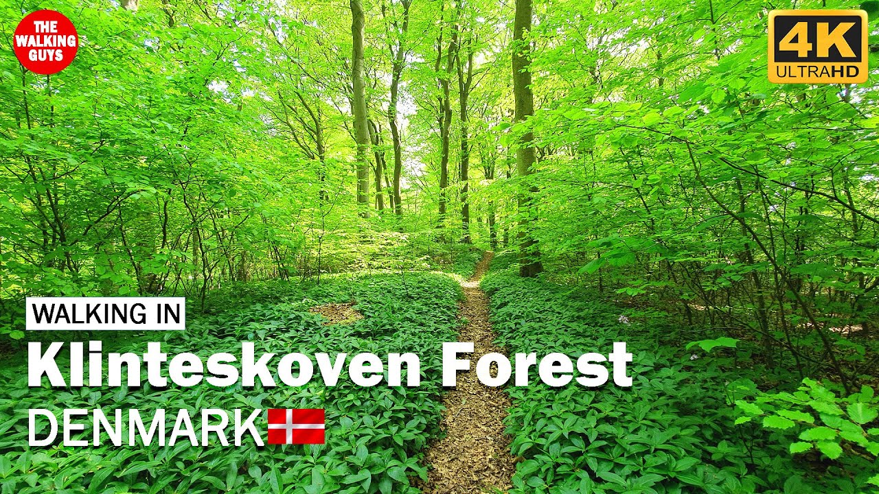 Walking in Klinteskoven Forest, M&oslash;n, Denmark - Relaxing forest walk [4k-60]