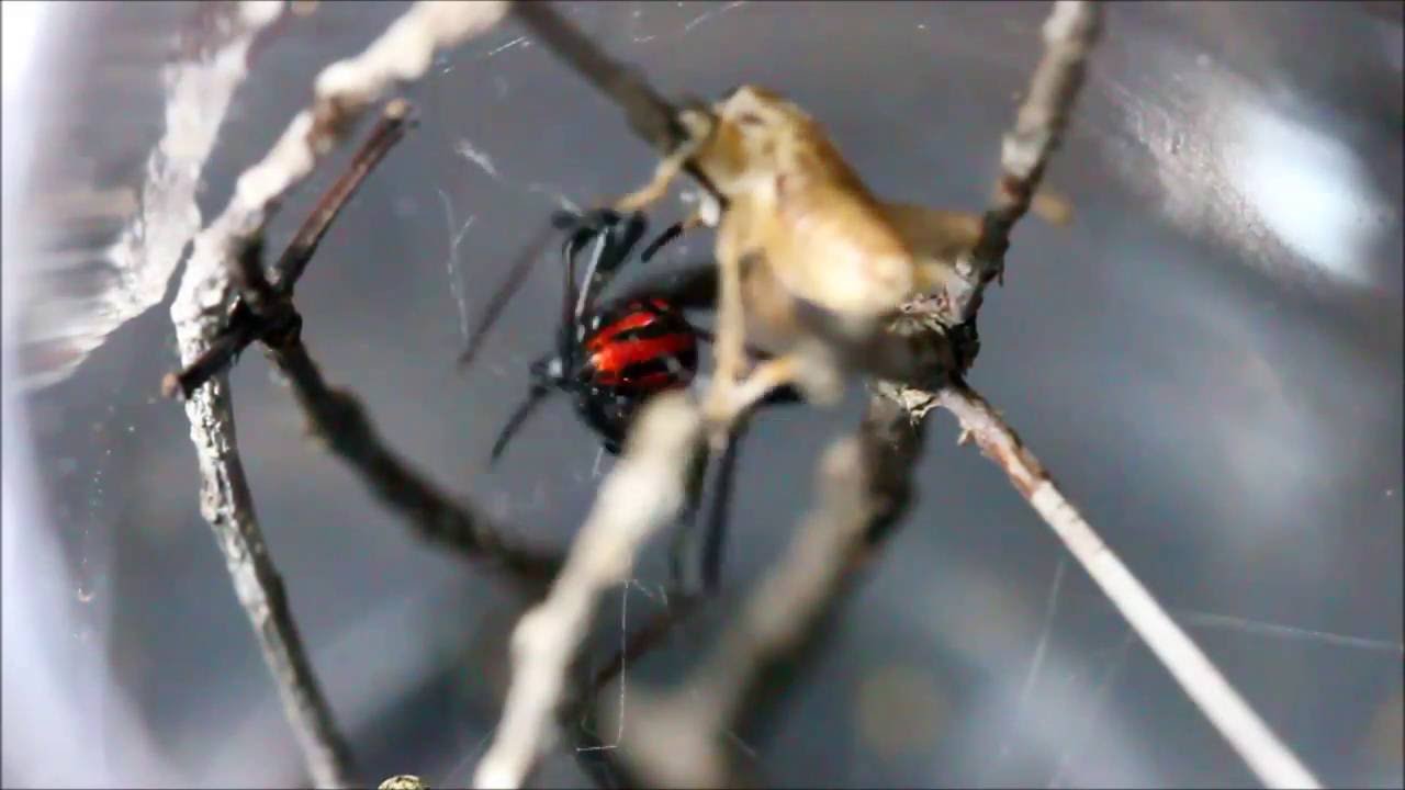Latrodectus mactans mexicanus  Feeding