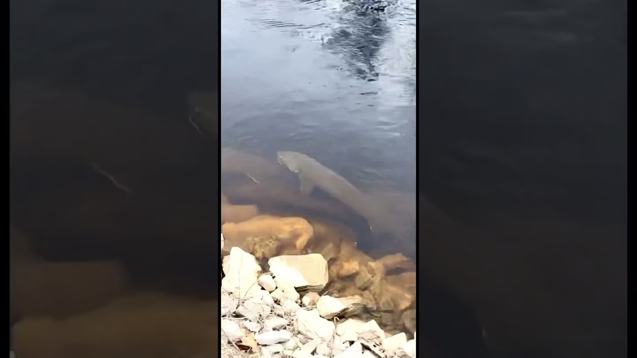 Sturgeon spawning Wolf River Wisconsin 🎣 #Sturgeon#Fishing#Wisconsin