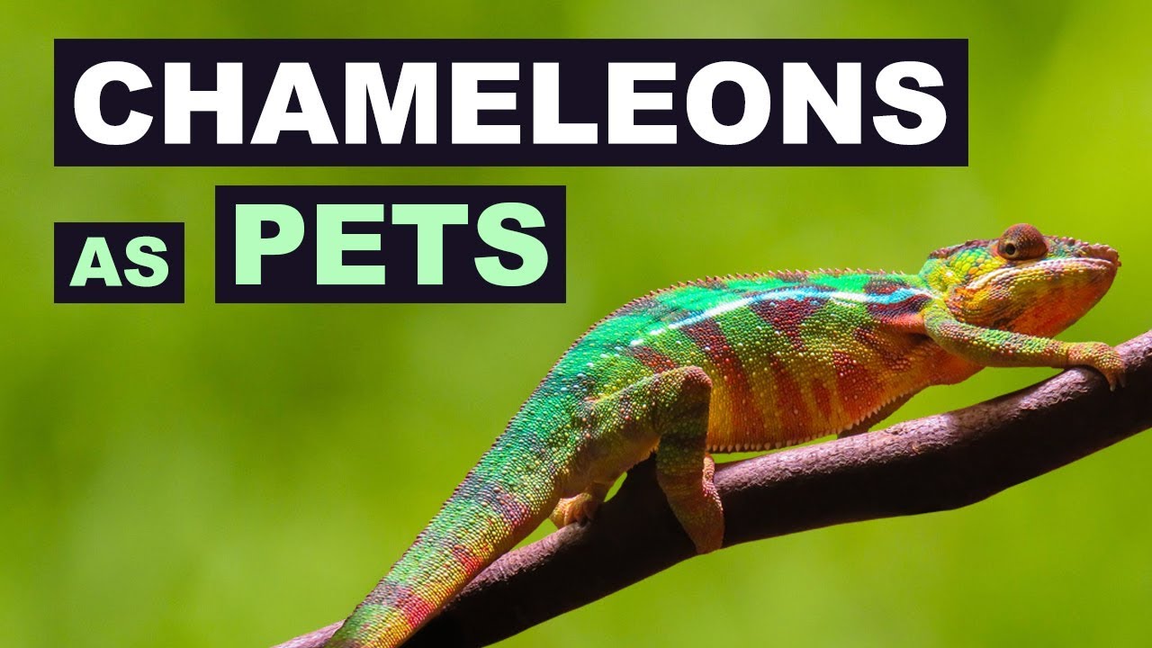 Chameleons As Pets - What Are Chameleons Like As Pets - Chameleons as Pets Pros and Cons
