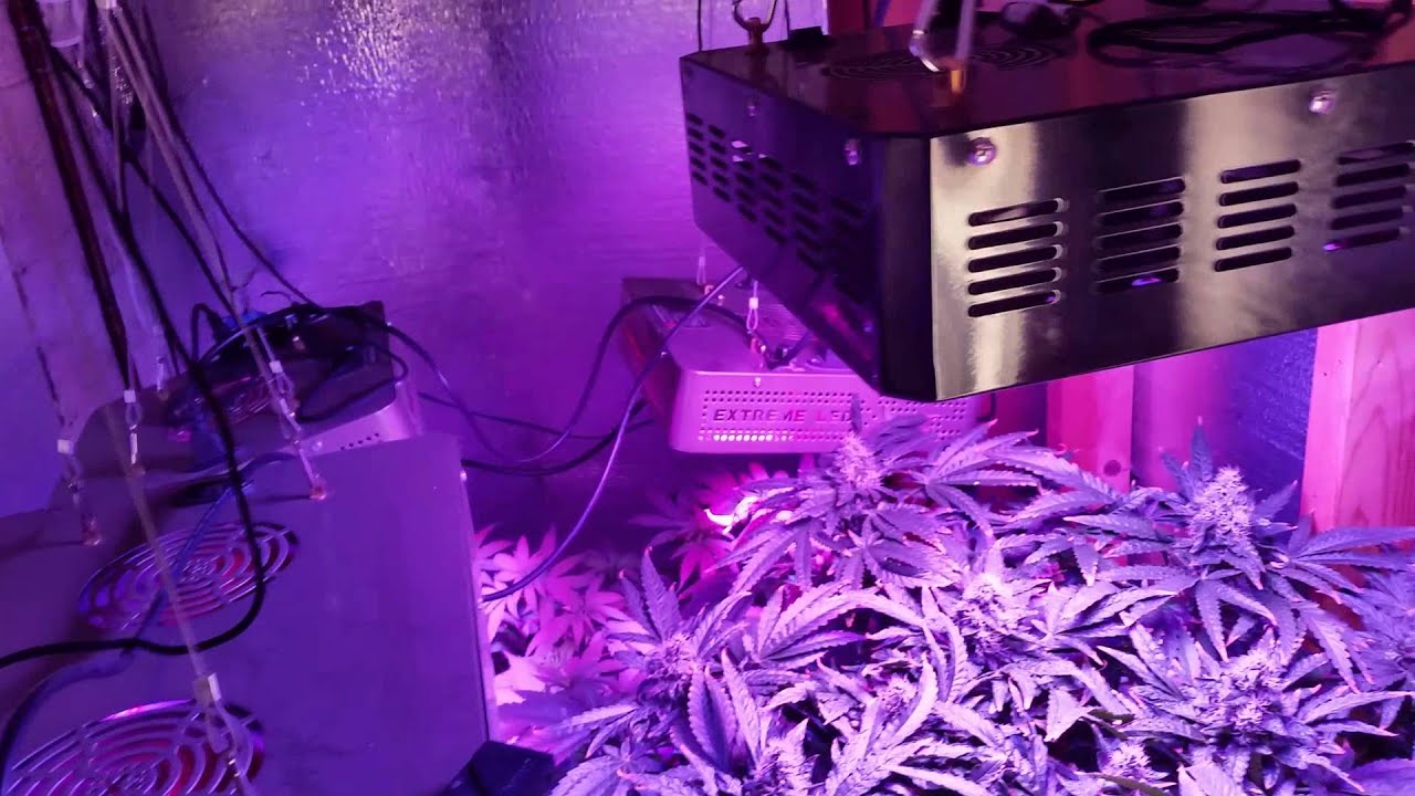 DWC SCROG LED indoor grow Ep. 4
