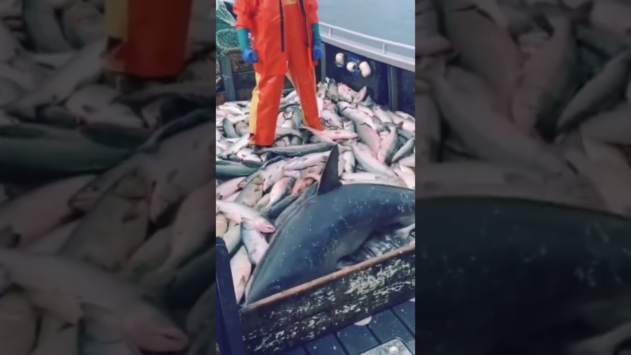 Fishing bycatch is a big concern for all sharks.. #oceans #sea #conserve #marine