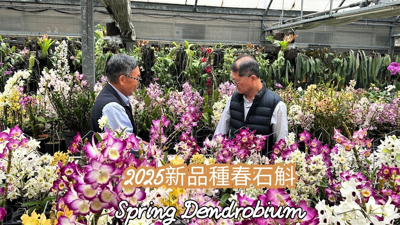 2025賴慶隆最新育種春石斛曝光！超高市場價值新品種震撼登場 | 嶺馨芳蘭園 | 心情故事花房 2025 New Spring Dendrobium Unveiled!