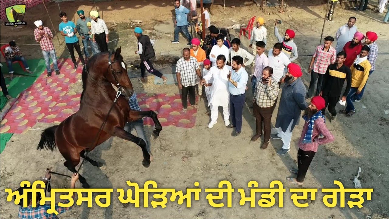 ਆਜੋ ਦਿਖਾਵਾਂ ਅੰਮ੍ਰਿਤਸਰ ਘੋੜਿਆਂ ਦੀ ਮੰਡੀ