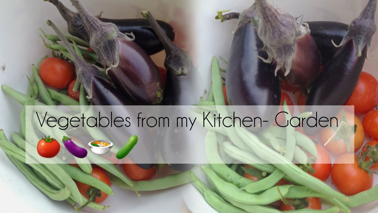 Plucking vegetables to cook// homevlog//village//at my backyard🤍