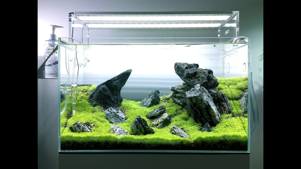 Utricularia Hill