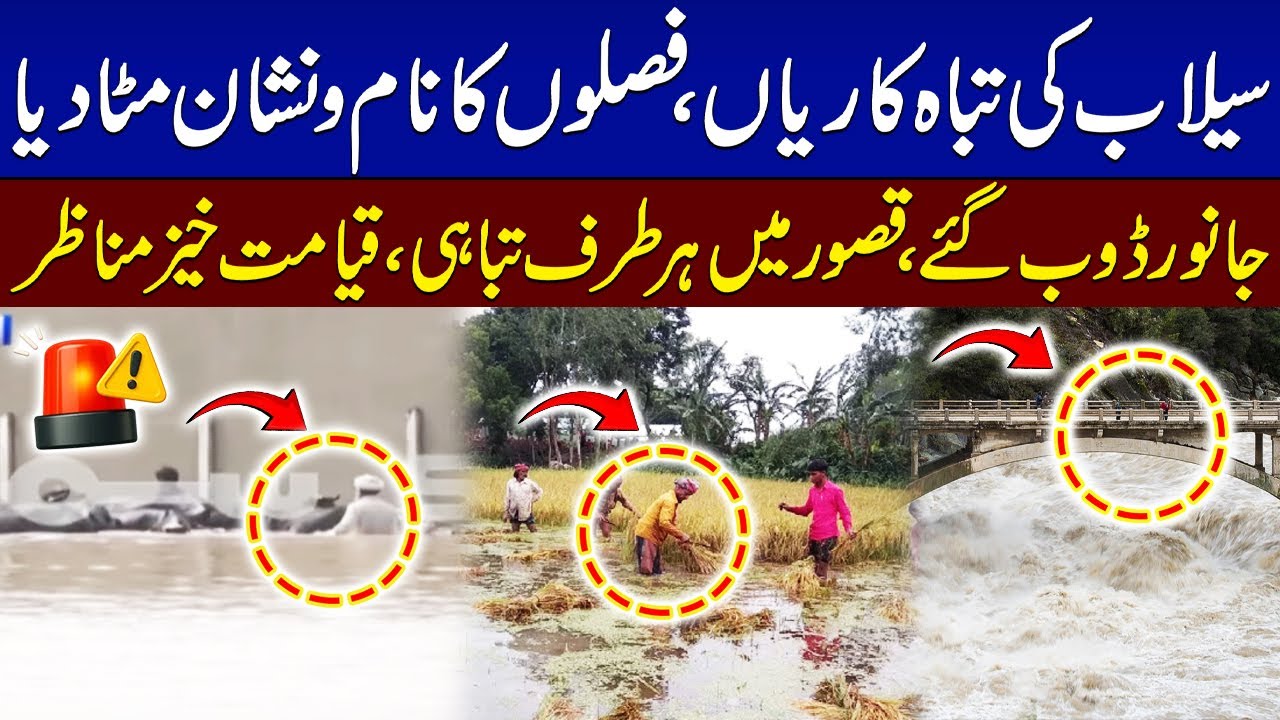 Severe Flood Hits Kasur | Livestock Lost | Crops Damaged | Widespread Destruction | SAMAA TV
