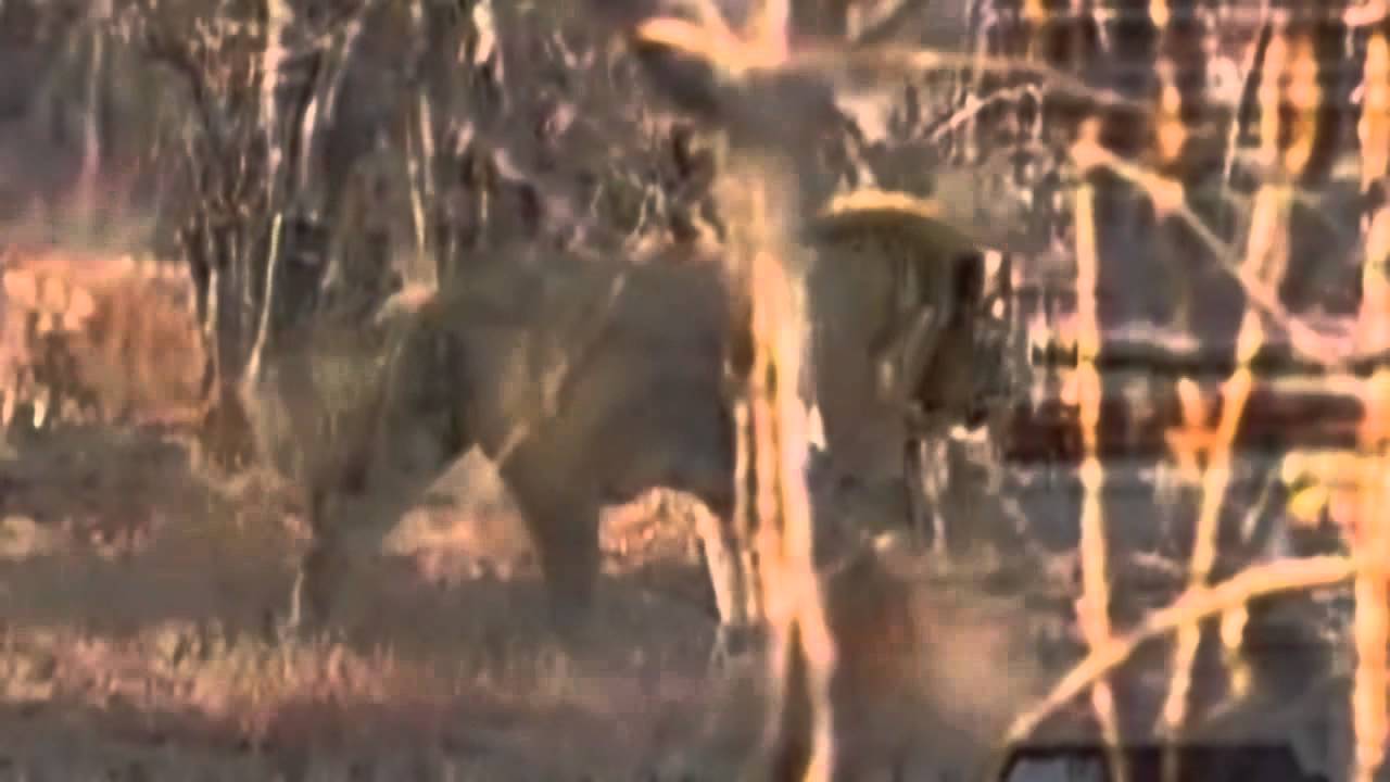 Birmingham Boys Make a Statement  August 5,  2015