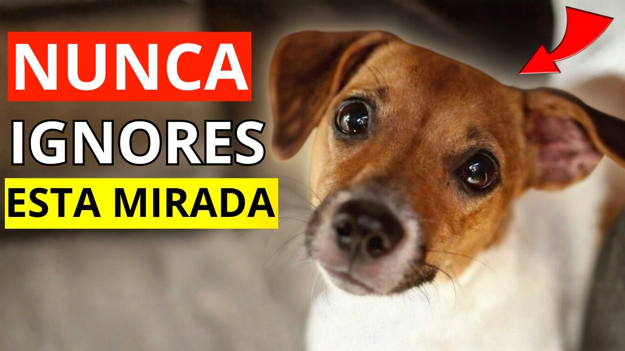 Si un perro te mira a los ojos demasiado tiempo, ¡ESTO ES LO QUE SIGNIFICA!
