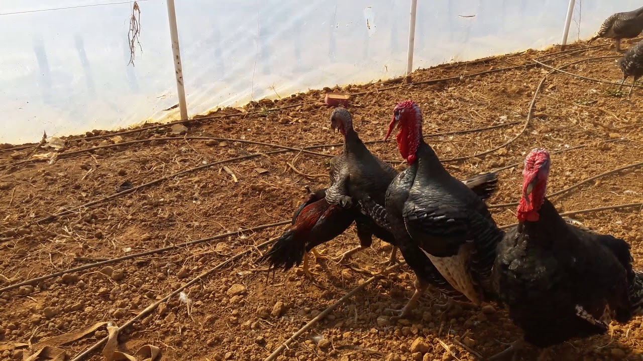 hint horozunun hindilerle kavgası
