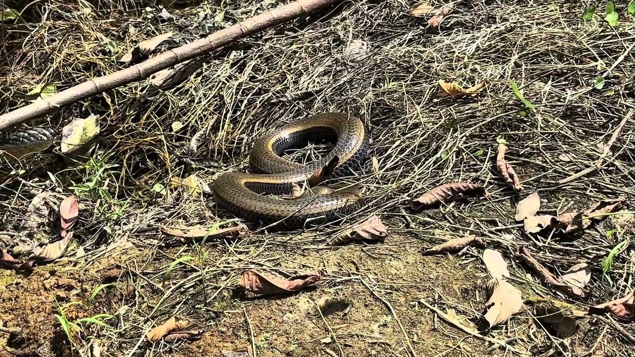 Releasing a huge water snake in Mitu, Colombia
