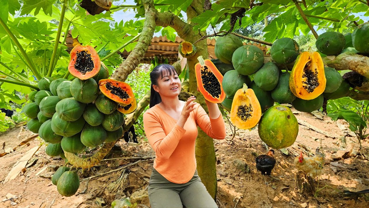 Harvest Ripe Papaya Fruit Goes To Market Sell - Cooking Papaya | New Free Bushcraft