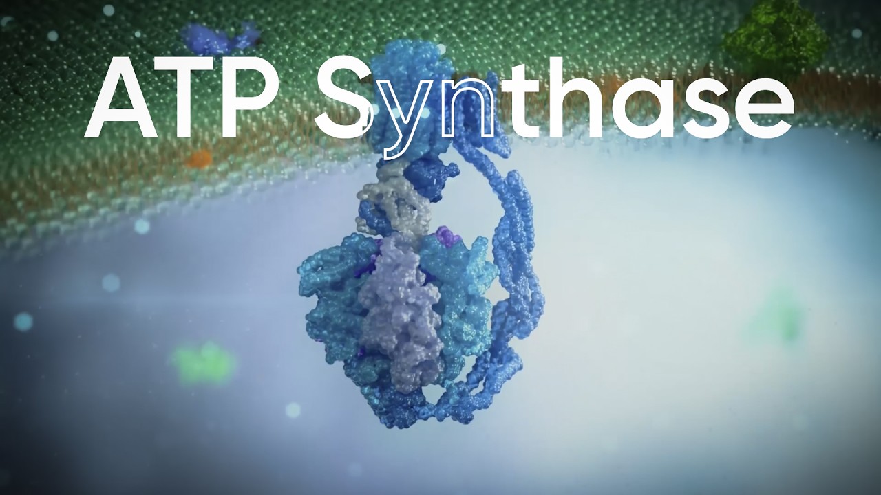 ATP Synthase -  How cellular energy is made (3D Medical Animation)