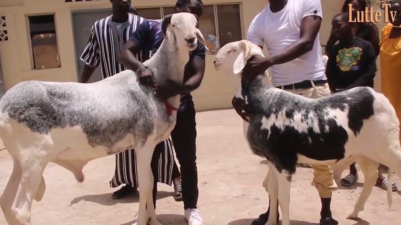 Lamb ak élevage : Retour de Alhamdou dans la Bergerie de Luc Nicolaï qui vaut plusieurs millions
