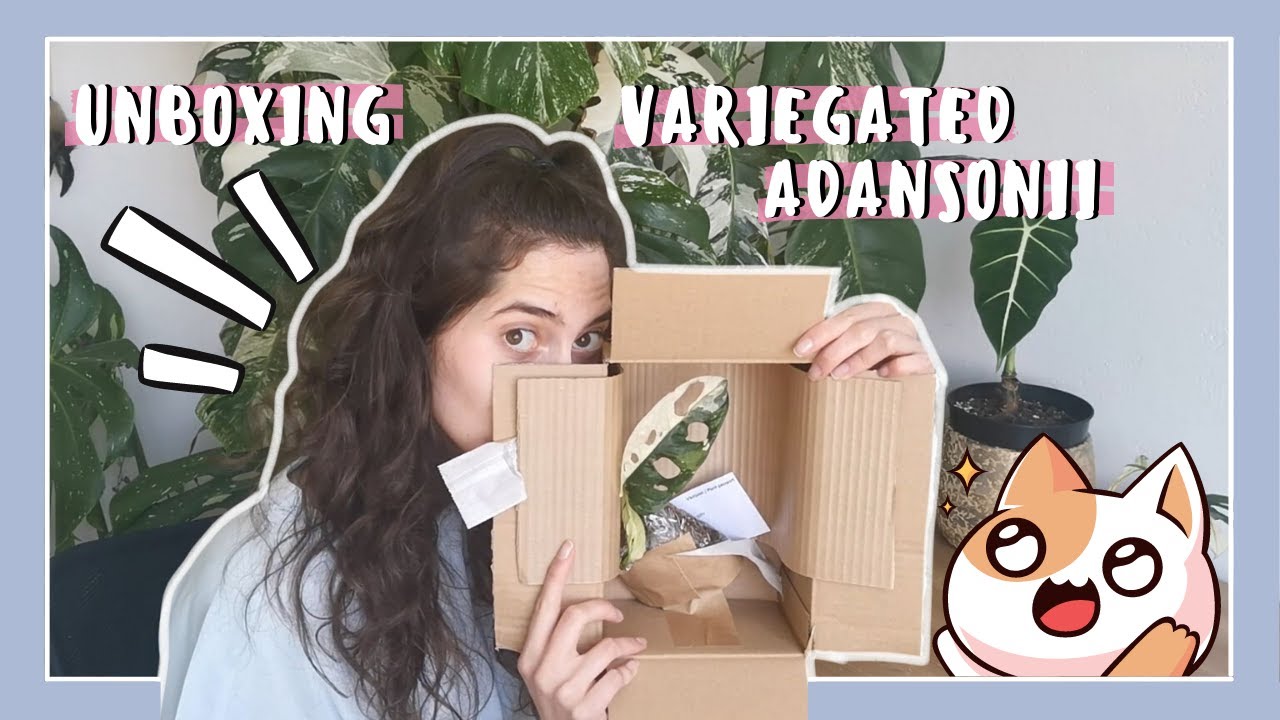 PLANT UNBOXING // Variegated Adansonii