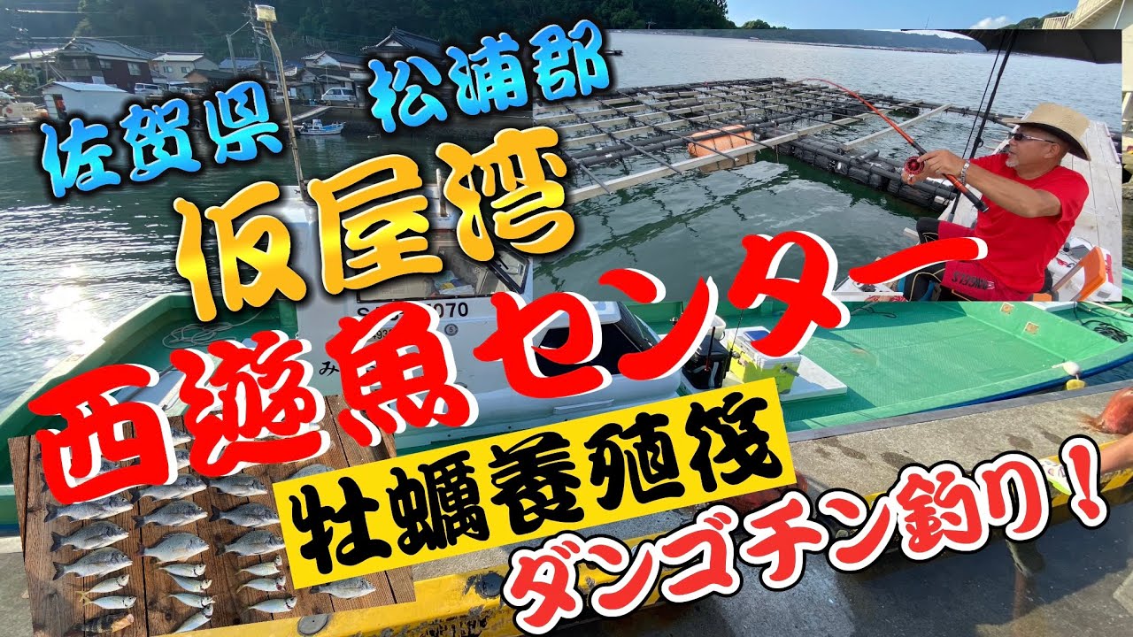 #第89章九州筏会黒釣愚連鯛【佐賀県松浦郡玄海町☆仮屋湾☆西遊魚センター☆牡蠣養殖筏ダンゴチン釣り】相性が悪い仮屋湾で奇跡の黒鯛乱舞！　久しぶりの数釣りか？#筏会#黒釣愚連鯛#キムパパ￼
