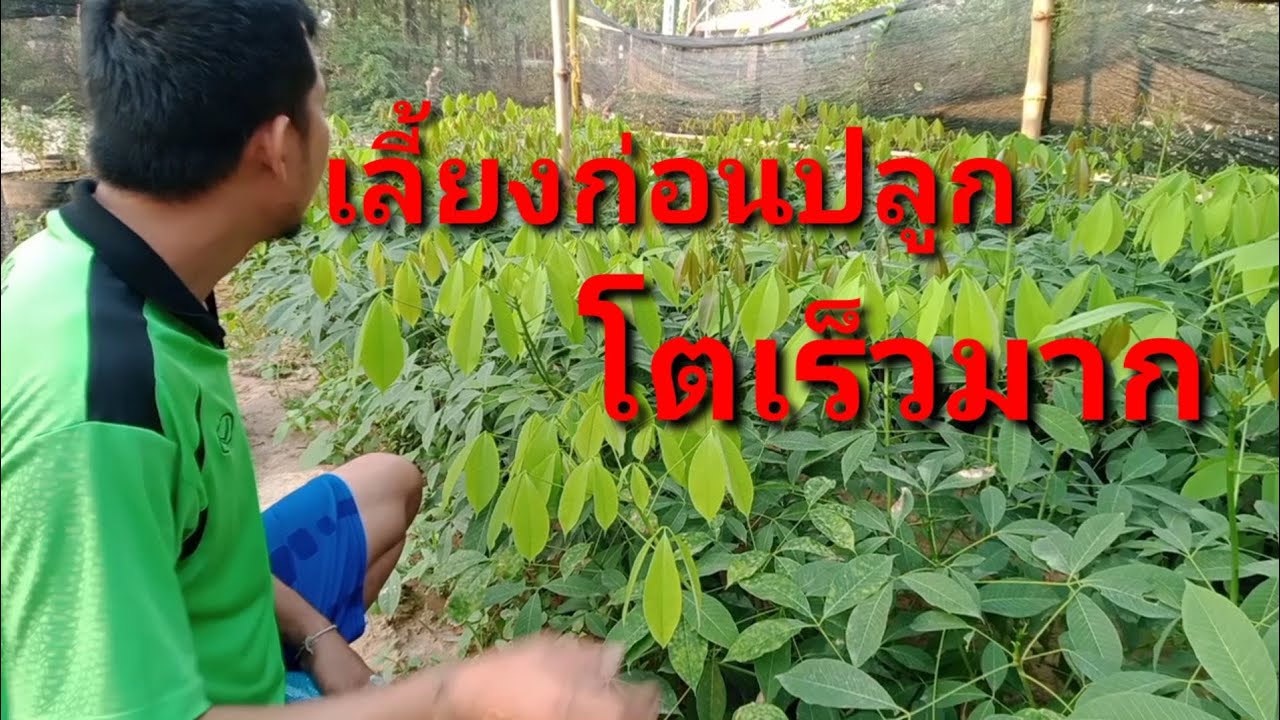 วิธีปลูกยางพาราให้โตเร็ว