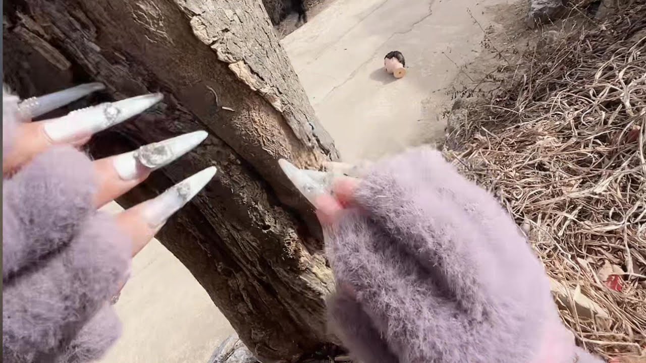 野生妹ASMR 树皮都被女孩给挠烂了