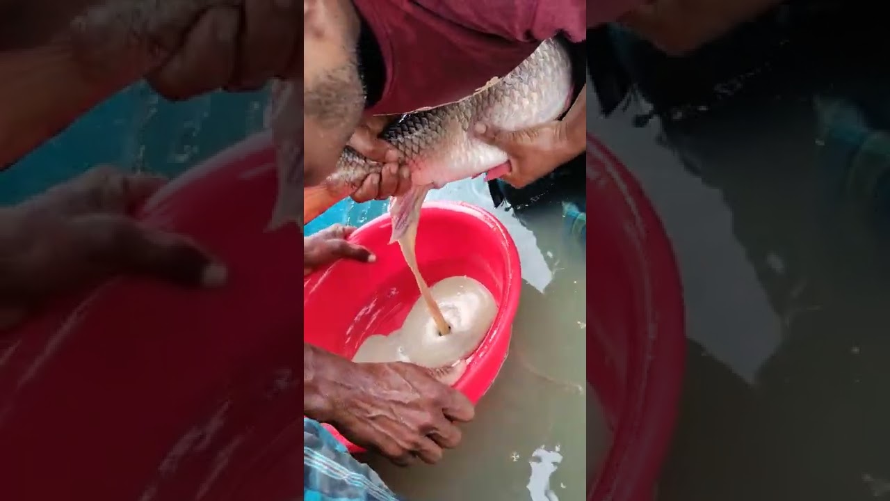 Big Fish agg Breeding System
